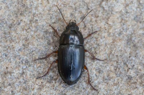 Amara lucida